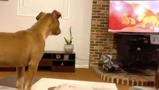 A kutya is elsírja magát az Oroszlánkirály megható jeleneténél (videó)