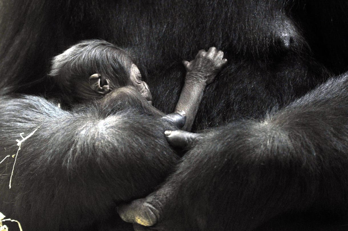 Itt vannak az első képek a fővárosi állatkert újszülött gorillájáról