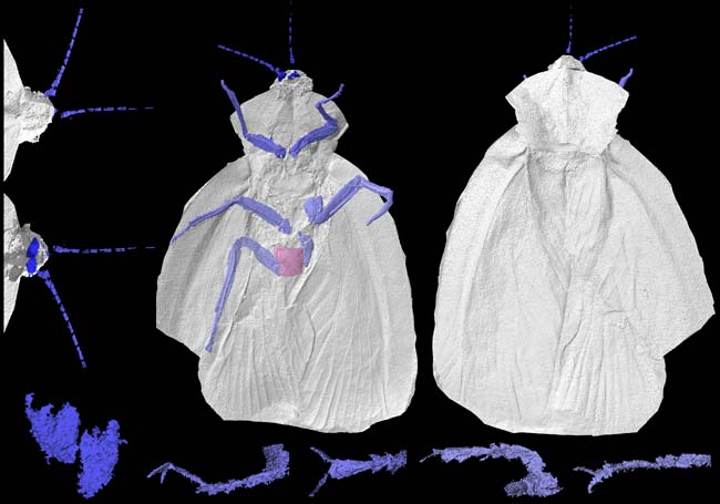 Őscsótányok virtuális fosszíliáját készítették el