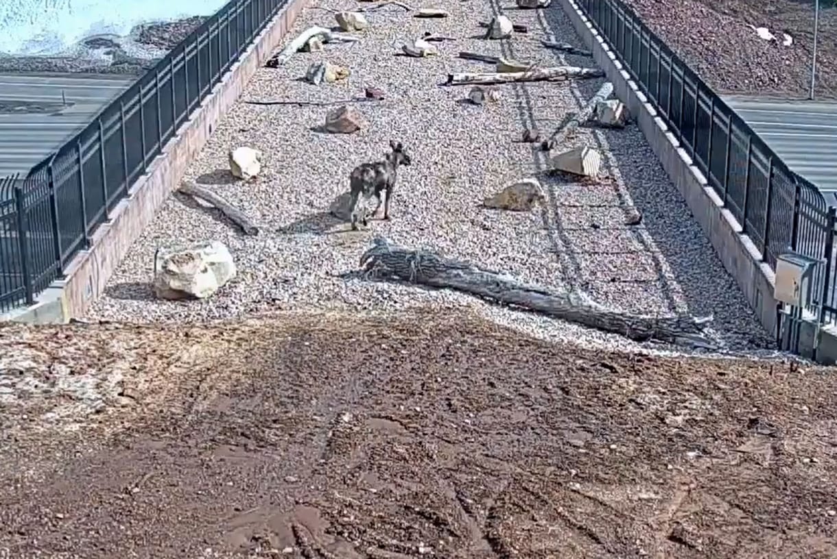 Meglepő, micsoda élet zajlik egy autópálya feletti vadátjárón – videó