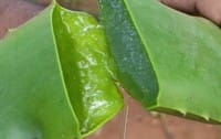 Neveljünk otthon aloe verát! Kertész tippek