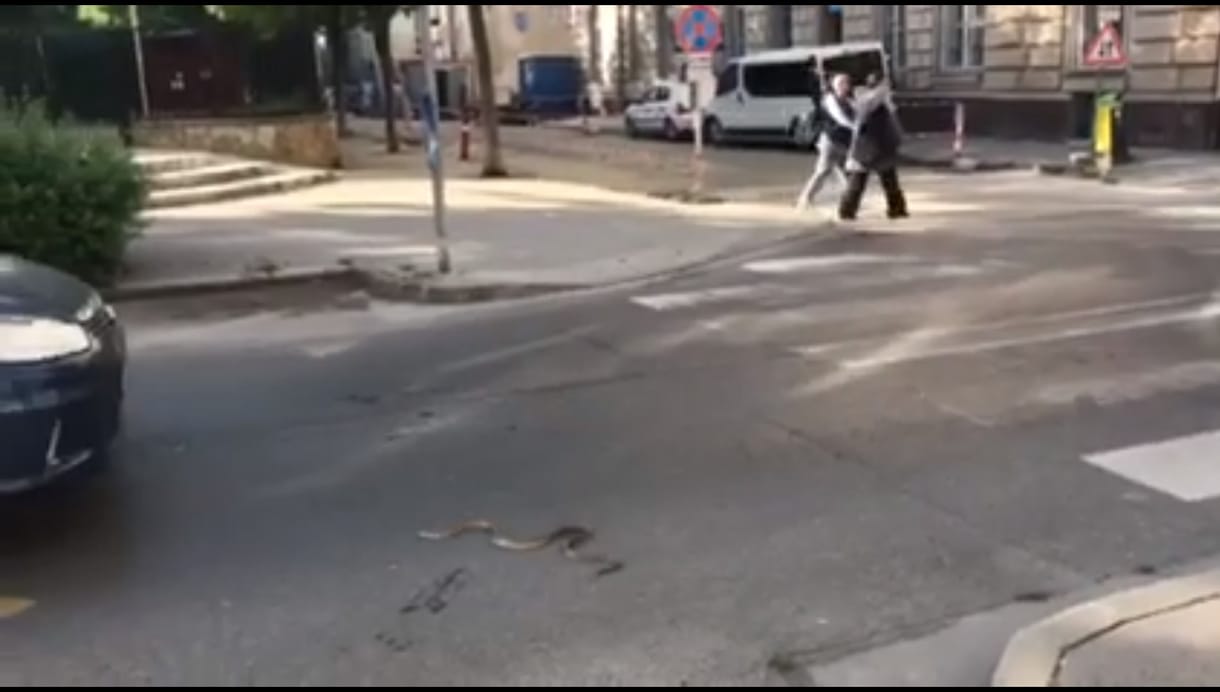 Siklót videóztak le a Wesselényi utcán