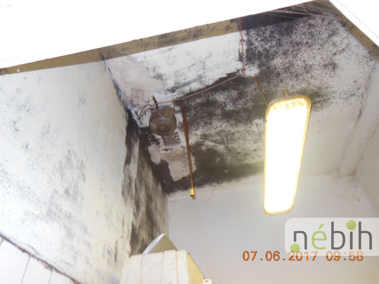 Egérürülék, penész, szenny – budapesti pékséget záratott be a Nébih