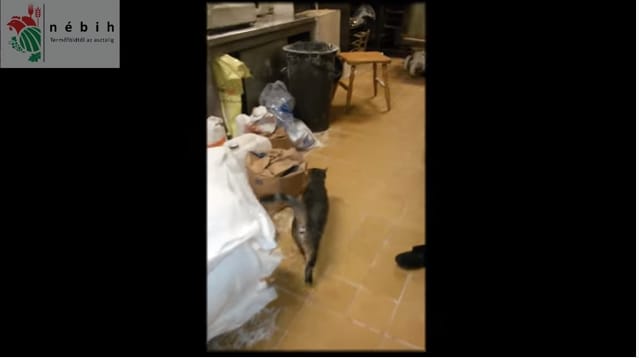 Cica járkált a Pesten bezárt mocskos pékségben – videó