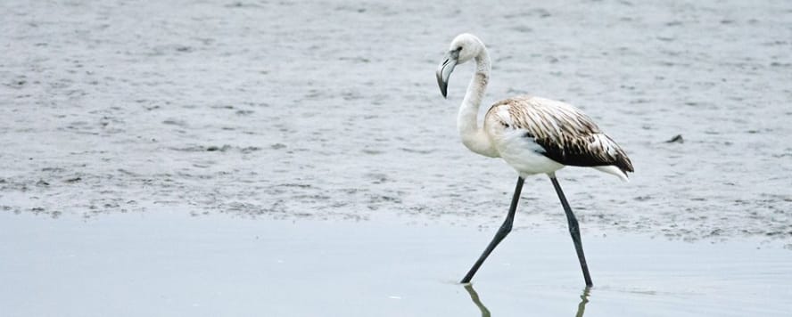 A lazúrcinege után újabb ritka madár érkezett Magyarországra