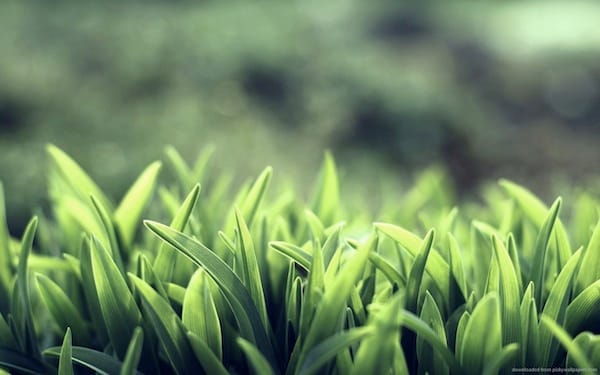 Mai háttérkép: beautiful green grass