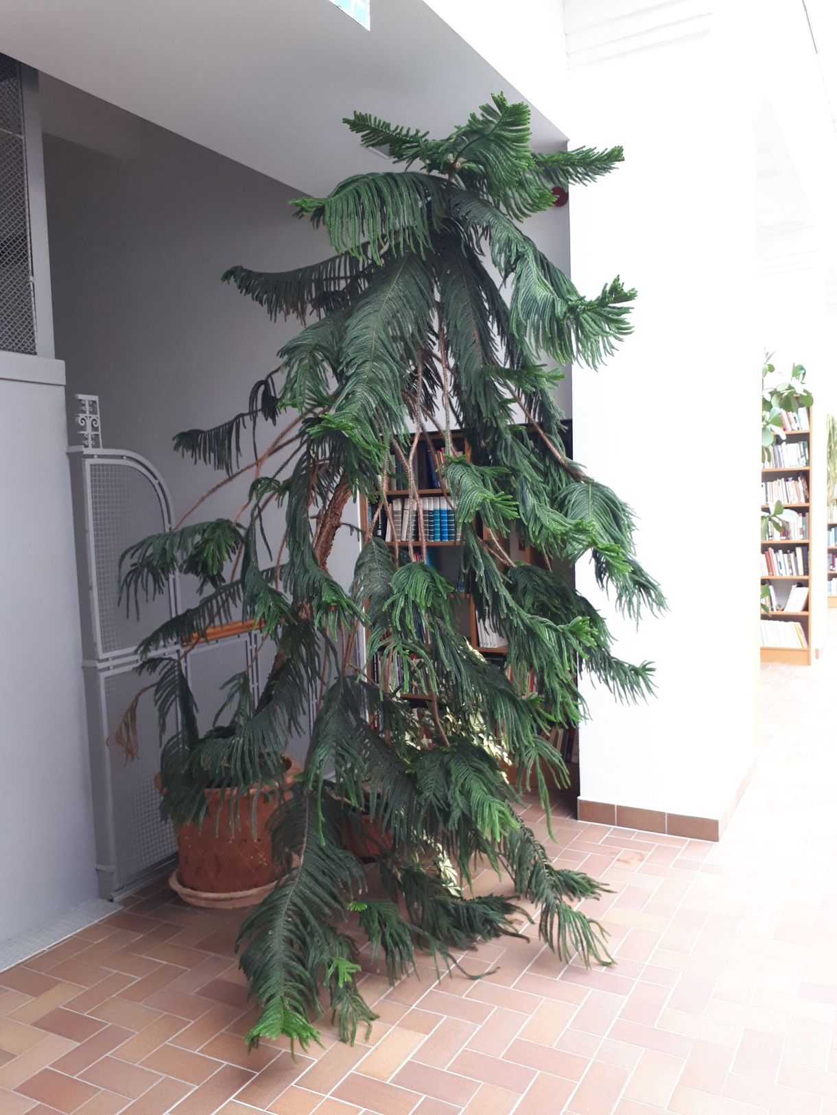 Kinőtte az OSA-t egy szobafenyő, befogadót keresnek neki