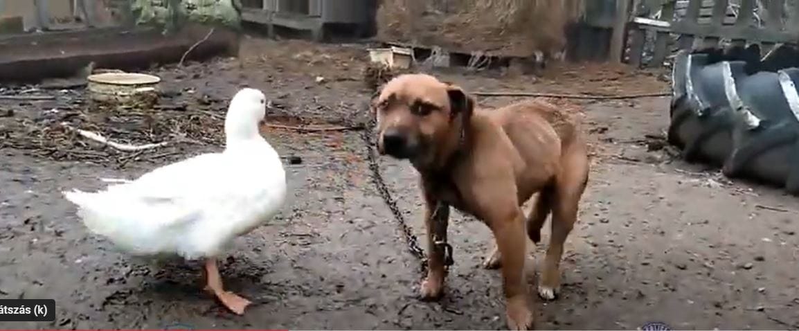 Láncon tartott, lesoványodott kutyákat mentettek a rendőrök – videó