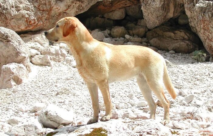 Labrador jelzi a vércukorszint változását 