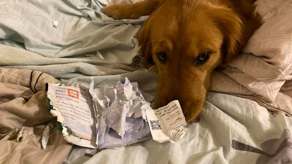 A kutya megette az útlevelem - így nem utazott egy nő a koronavírus-fertőzés helyére