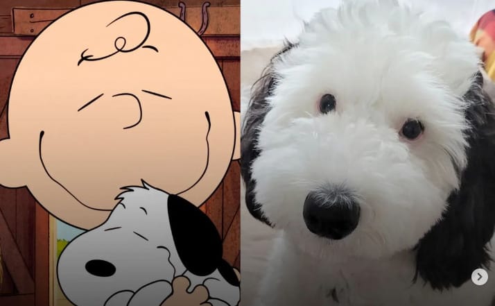 Pont úgy néz ki, mint Snoopy, és megőrül érte az internet
