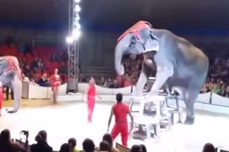 Szívfacsaró videó egy nézők közé esett cirkuszi elefántról