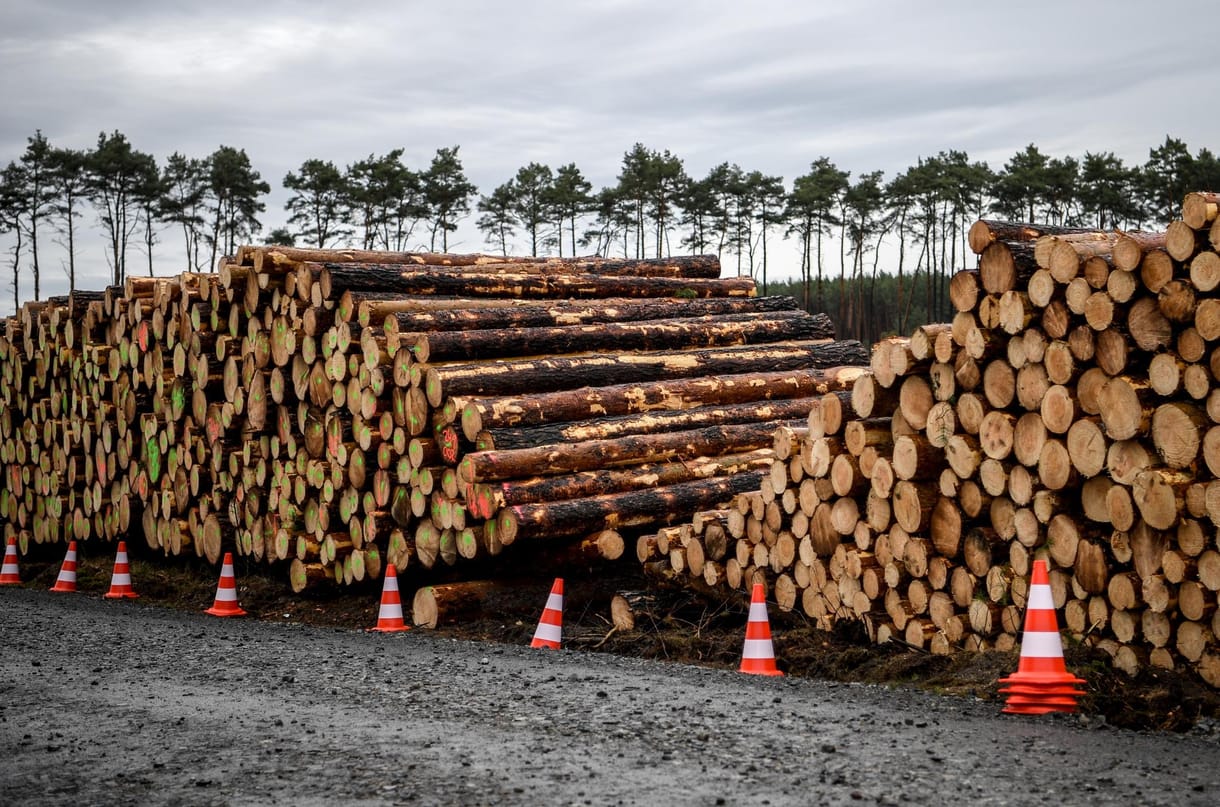 WWF: Nagy István meghallotta százezer tiltakozó hangját, de az erdők még mindig nincsenek teljes biztonságban
