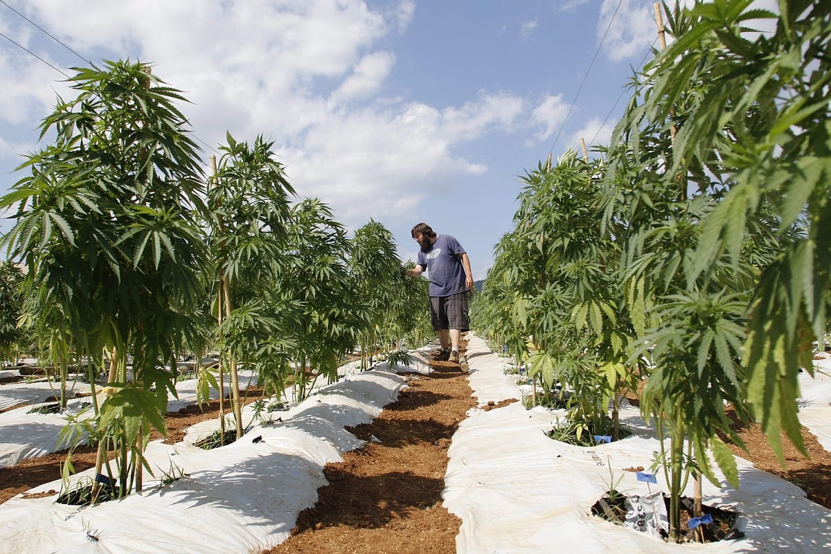 Legalizálja a marihuána termesztését Libanon