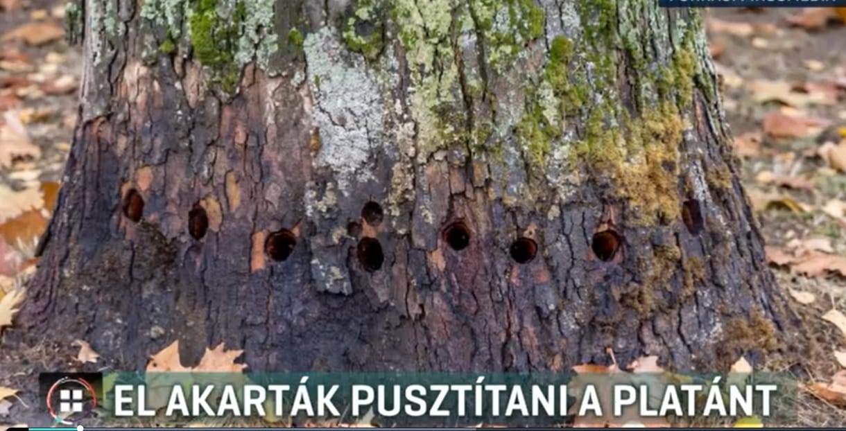 Gázolajjal akartak elpusztítani egy védett platánt Demecseren