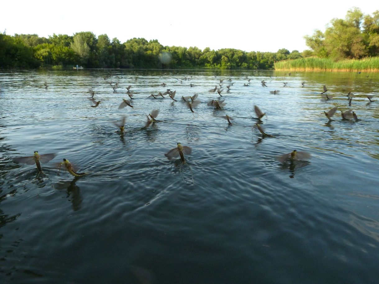 Már nagyban virágzik a Tisza, látta? Itt van pár tipp, hol érdemes megnézni