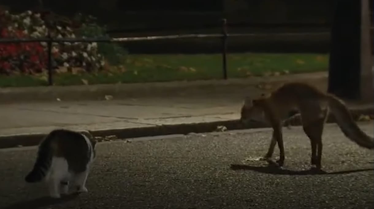 Elűzte a Downing Street 10 elől a konkurenciát a brit miniszterelnökség főegerésze – videó