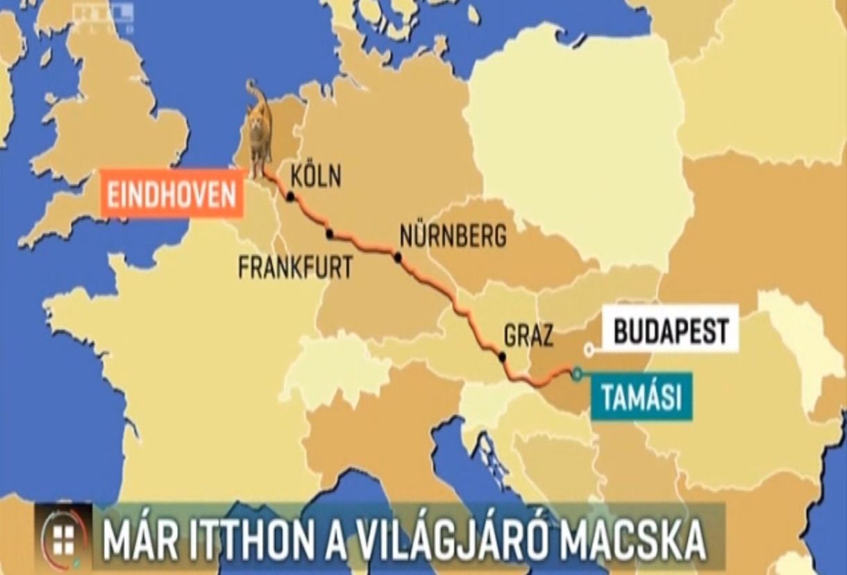 Igazi karácsonyi történet: hazatért az Eindhovenig utazó tamási kandúr