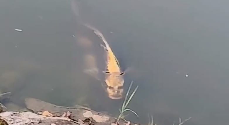 Bizarr videó került elő Kínából, gyorsan terjed a kínai emberarcú halas felvétel