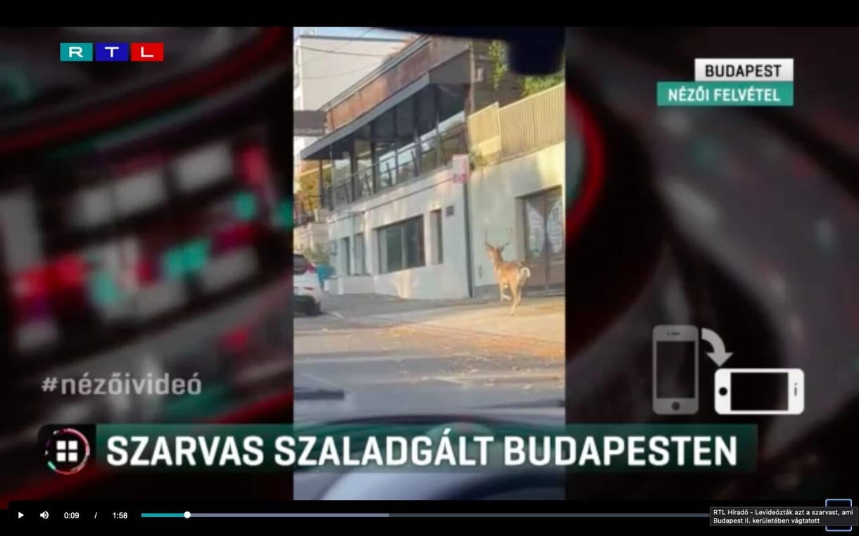 Szarvas szaladgált a Pusztaszeri úton – videó