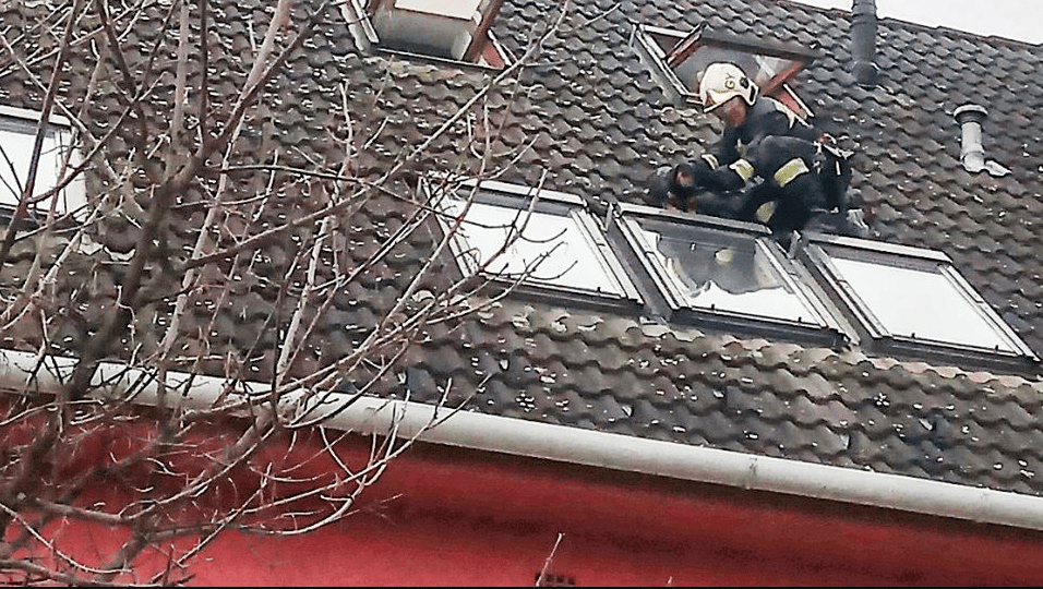 Tacskót mentettek a győri tűzoltók