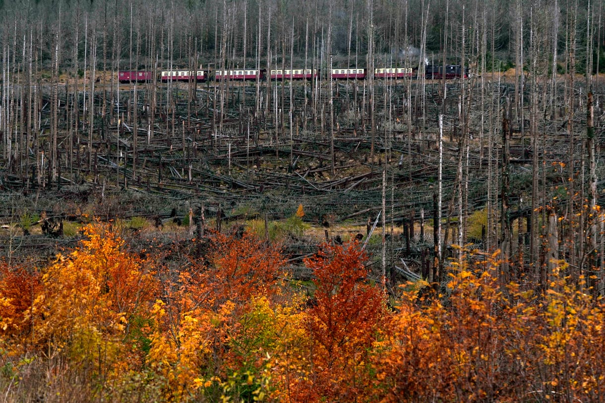 Egész erdőkkel végzett a szú a Harz-hegységben – képeken a pusztítás