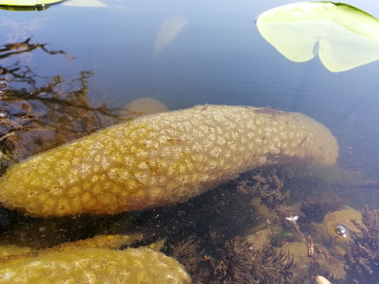 Óriás mohaállatok lepték el a Tisza-tavat – fotók