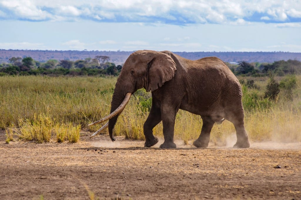 Szegedi találmányt akasztanak a kenyai elefántok nyakába: jelez, ha valaki lő a közelben