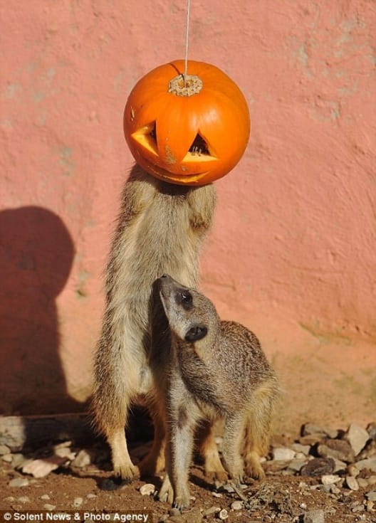 A nap képsorozata: szurikáták falatoznak Halloween töklámpásból