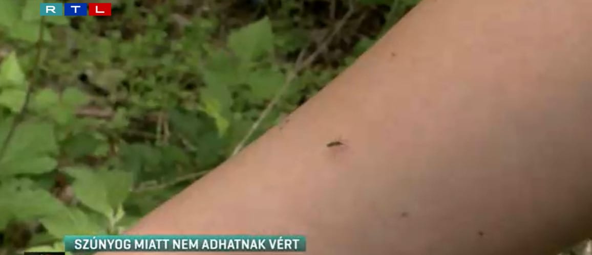 A tigrisszúnyogok miatt nem adhatnak vért a XVI. és a XXII. kerületben élők és a szegediek