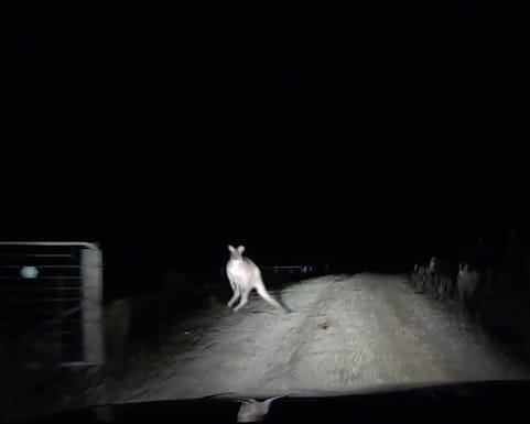 Ez a kenguru úgy gondolta, páros lábbal száll be egy autóba – videó