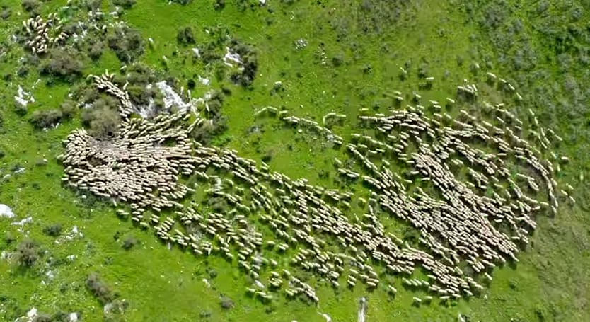 Csodás látvány a birkanyáj mozgása a magasból