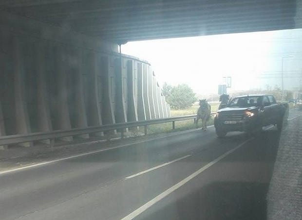 Az autók között vágtattak a Győrben elszabadult cirkuszi lovak – fotók