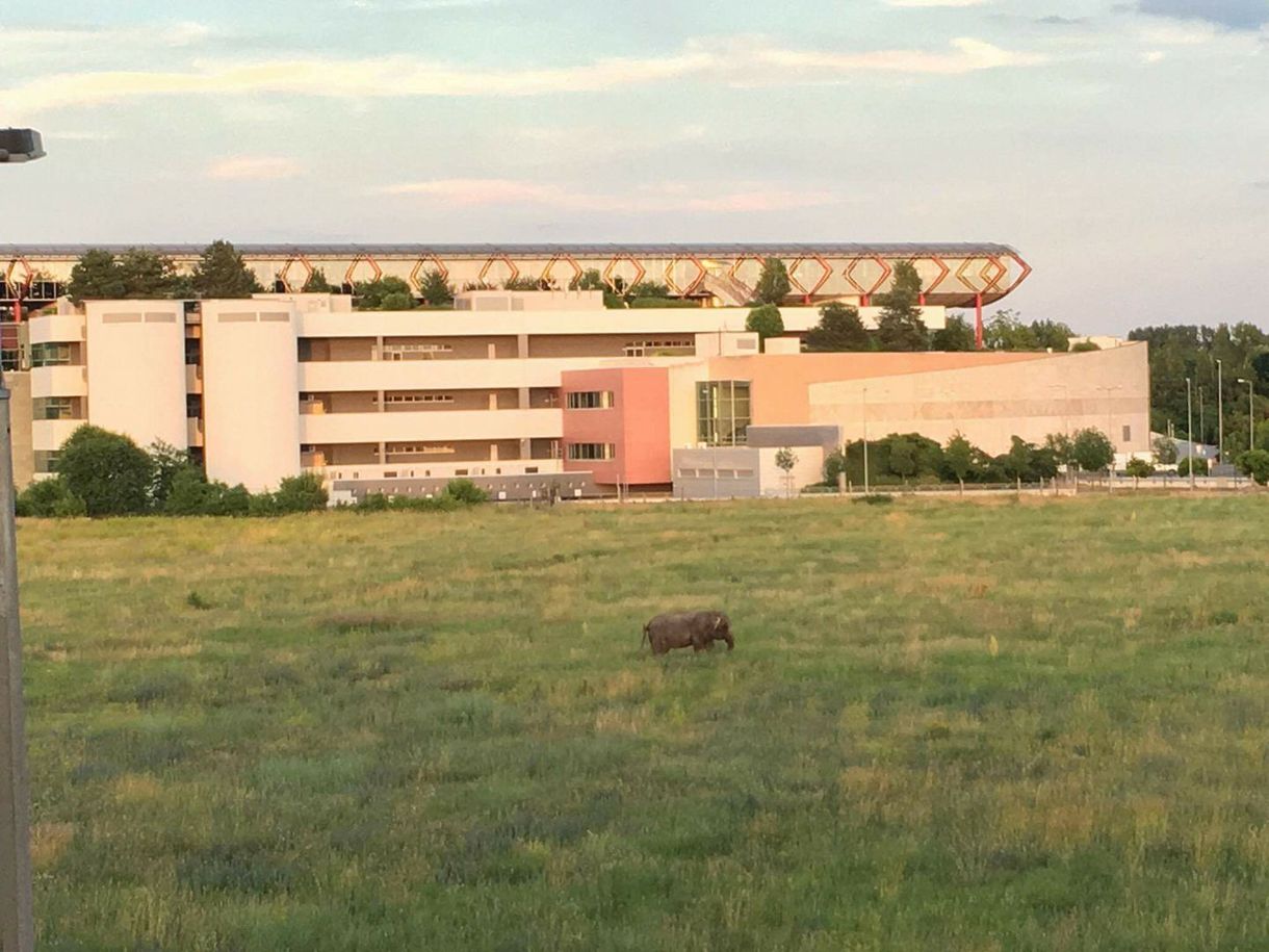 Elefántot láttak kószálni Rákospalotán - fotó