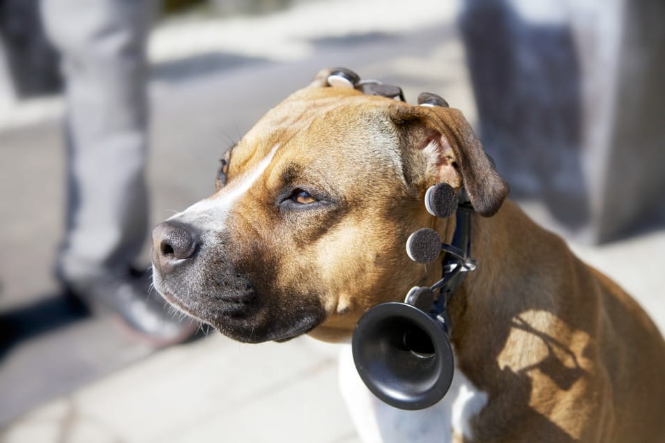 Nem érti, mit ugat a kutyája? Ez a headset lefordítja