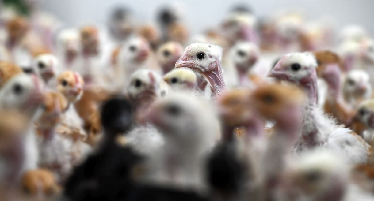 Takarmánybűnözők ellen emeltek vádat Bács-Kiskun megyében