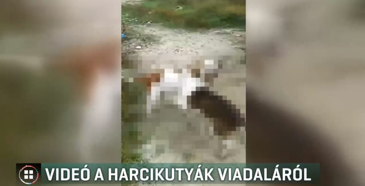 Fiatalok uszítottak egymásnak két harci kutyát Izsákon, videóra vették a viadalt