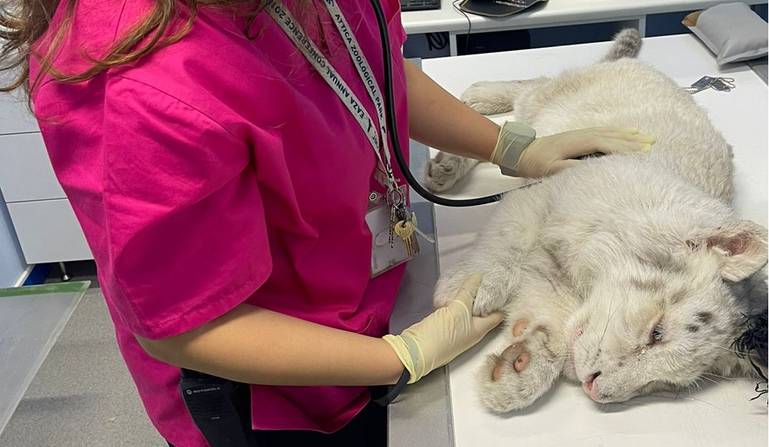 Kidobtak a szemetesbe egy tigriskölyköt Görögországban, az orvosok küzdenek az életéért