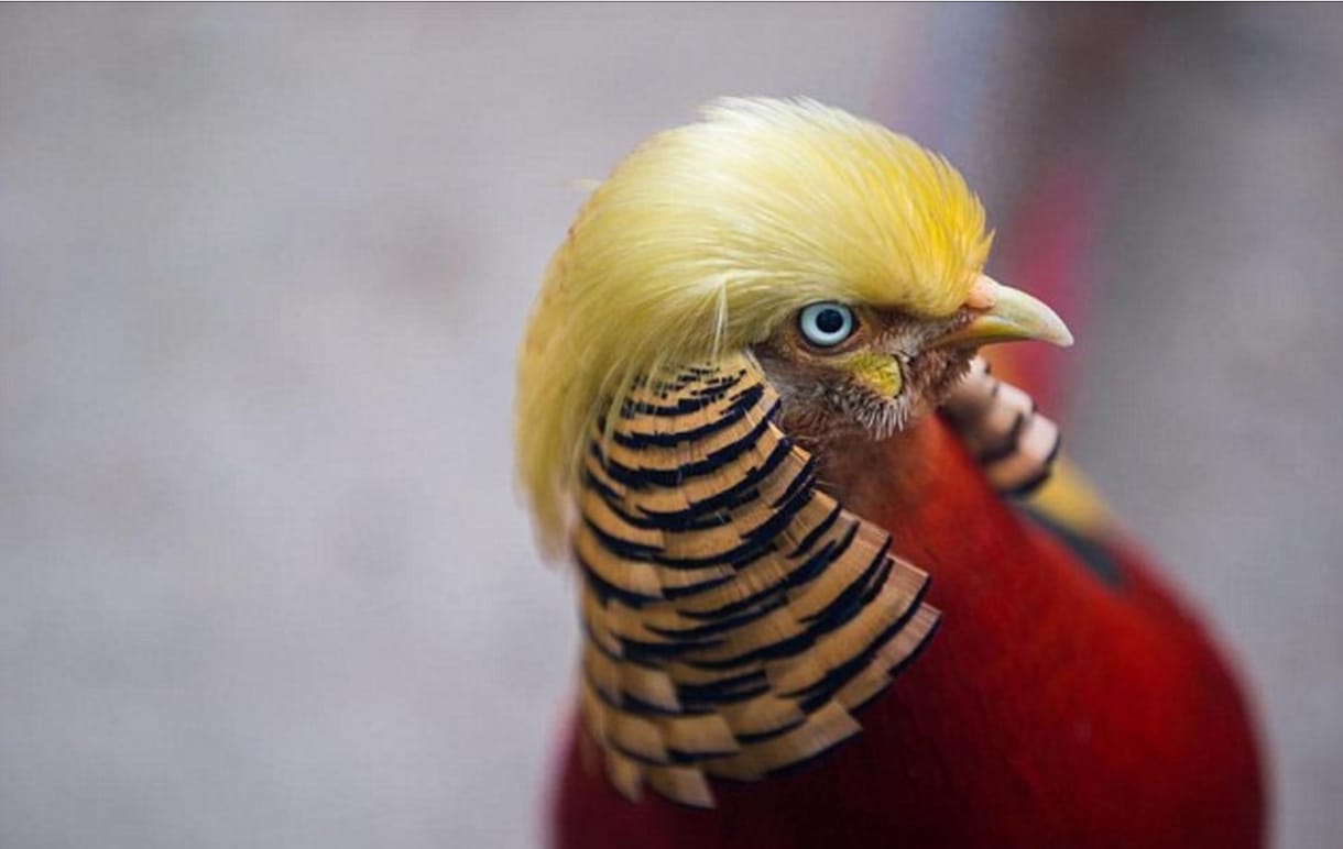 Létezik egy aranyfácán, ami úgy néz ki, mint Trump