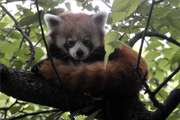 Kis panda érkezett a Fővárosi Állatkertbe