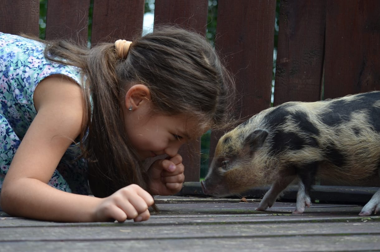 A kutyát stresszeli, ha sírni lát egy embert, bezzeg a törpemalac nem izgulja túl a dolgot