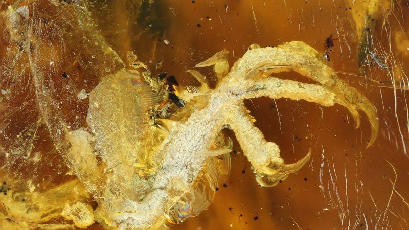99 millió éves madárfióka-fosszíliát találtak egy burmai borostyánkőben
