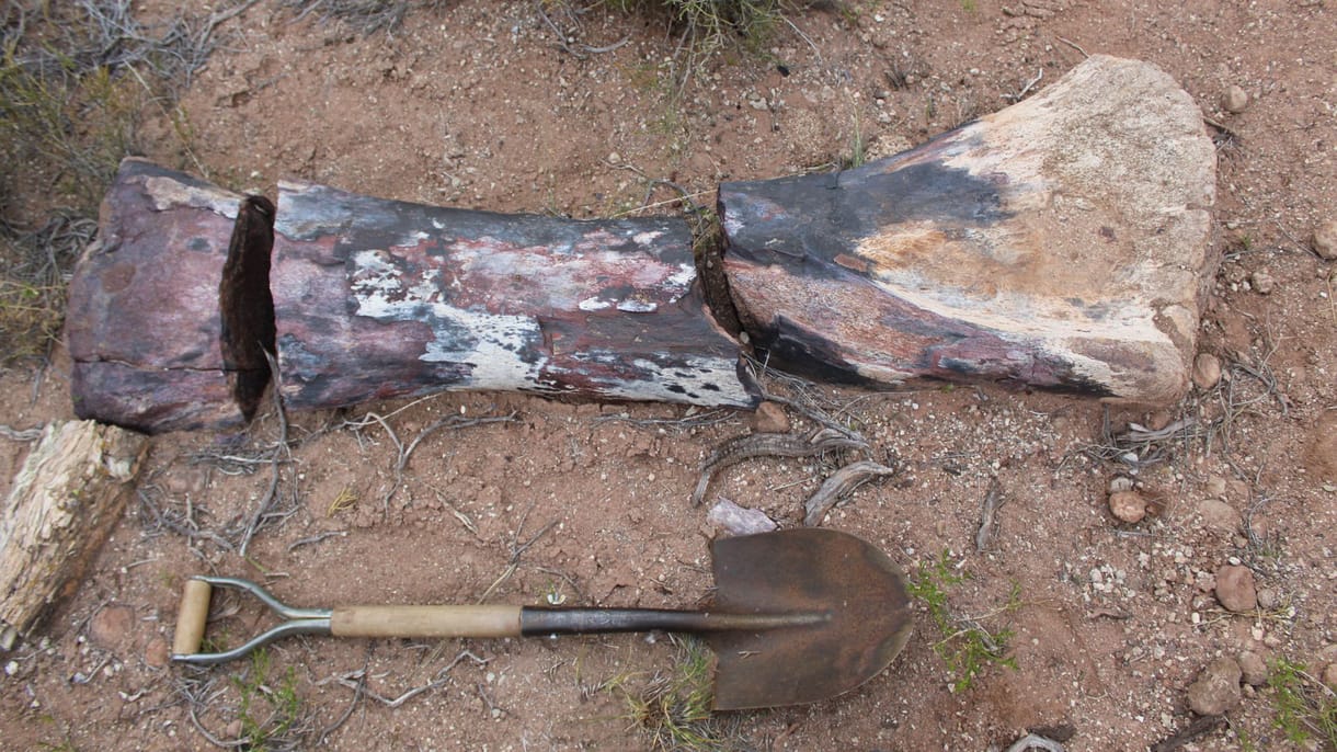 Akkora dinoszauruszmaradványra bukkantak argentin tudósok, hogy az azt szállító furgon is felbillent