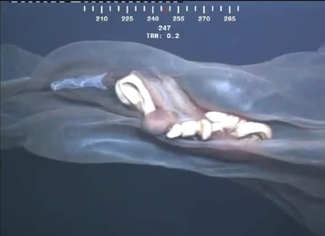 Videó: furcsa élőlényt rögzített egy robotkamera az óceán mélyén