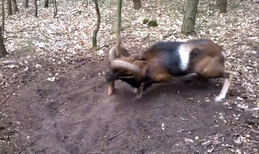Videó: Csapdába esett muflont szabadított ki egy lengyel futó