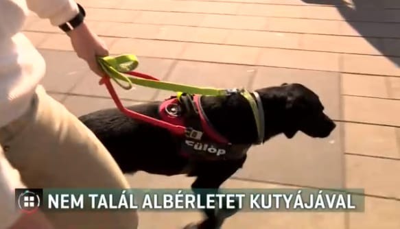 Vakvezető kutyája miatt nem akarnak lakást kiadni a látássérült fiúnak