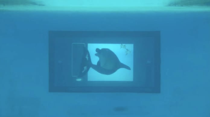 A delfinek azonnal tudják, hogyan kell játszani egy érintőképernyőn – videó