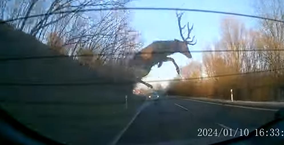 Egyszerűen átugrotta a gímszarvas az érkező autót Kakasdnál – videó
