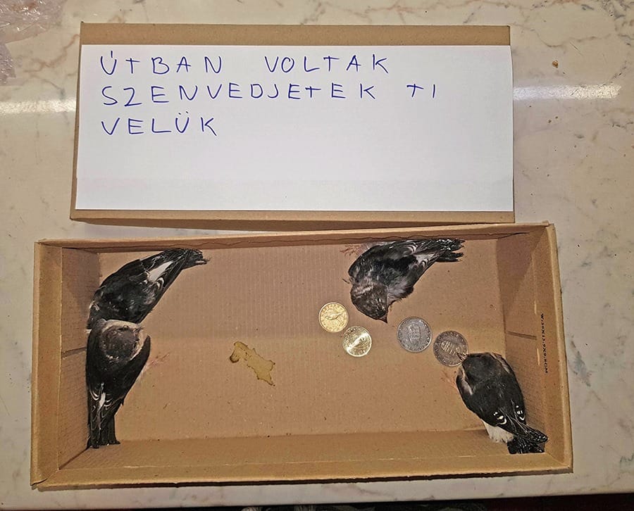 Harminc forinttal hagyott valaki négy kisfecskét a tűző napon a madármentőknél