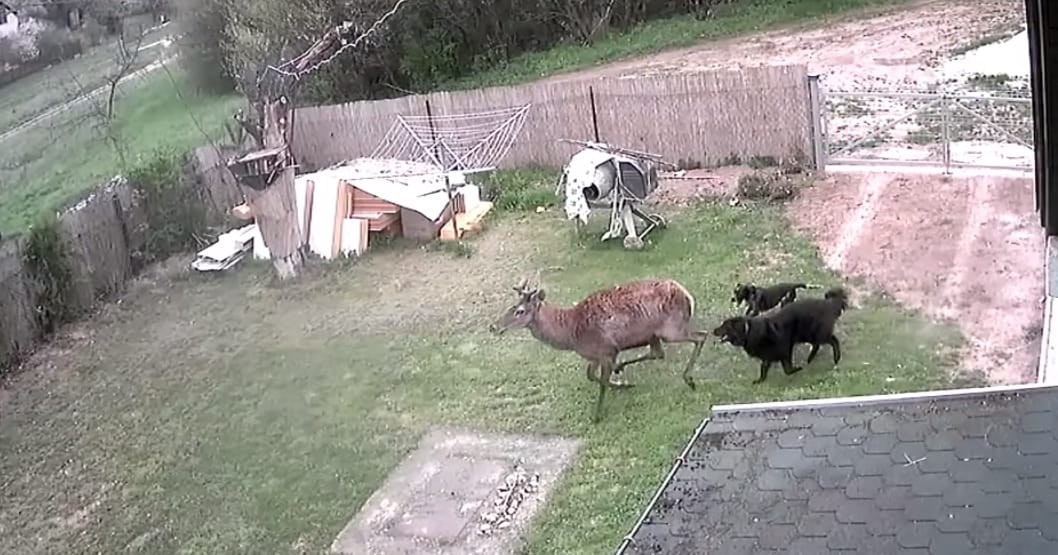 Kutyák kergettek be egy ház udvarára egy szarvasbikát Szentkirályszabadján